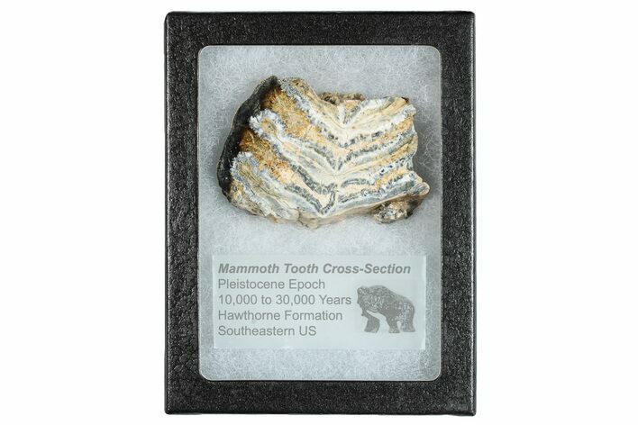 Mammoth Molar Slice With Case - South Carolina #291167